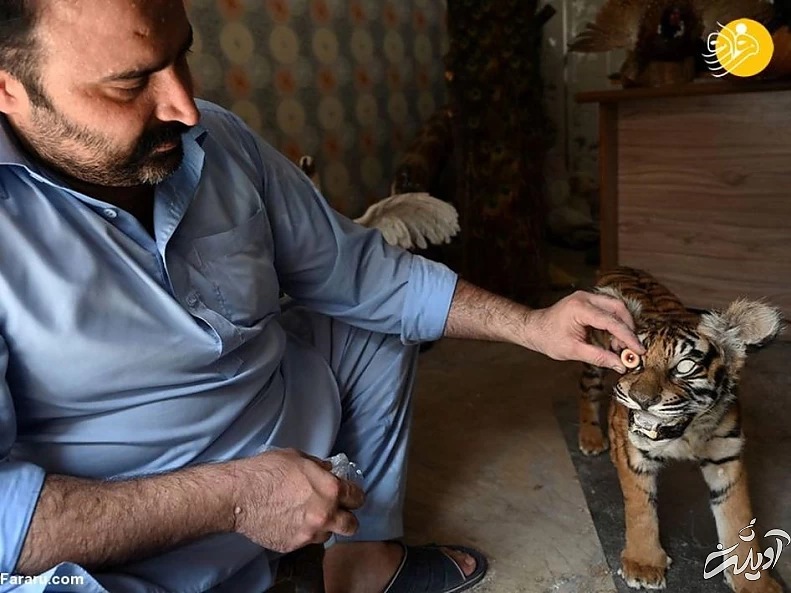 (تصاویر) تاکسیدرمی حیوانات خانگی پس از مرگ